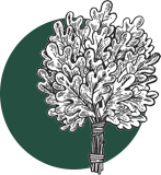 Venik
